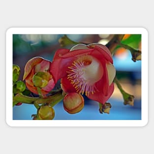 Cannonball Tree Flower Sticker